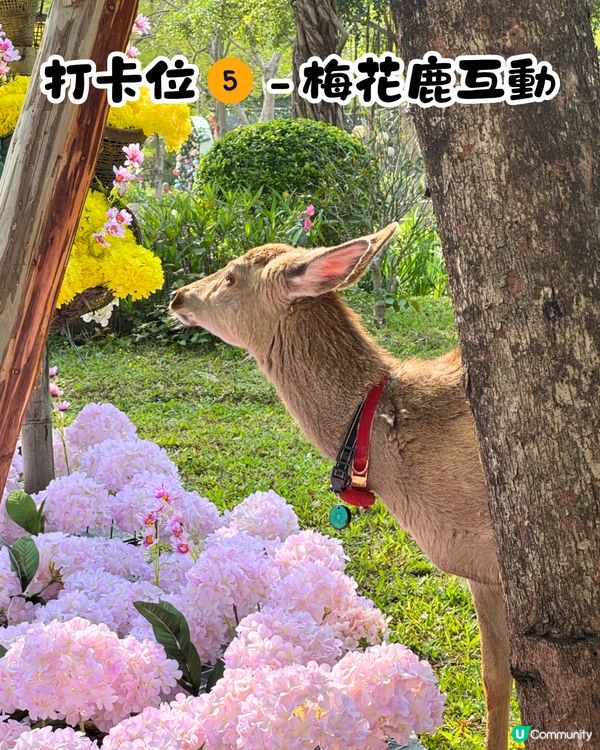 珠海城市客廳賞花秘點😍有5大打卡位‼️歐陸風車／繡球花花海／與梅花鹿互動打卡🦌附交通教學