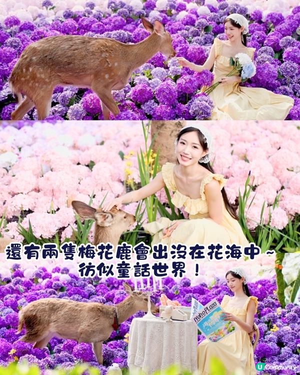 珠海城市客廳賞花秘點😍有5大打卡位‼️歐陸風車／繡球花花海／與梅花鹿互動打卡🦌附交通教學