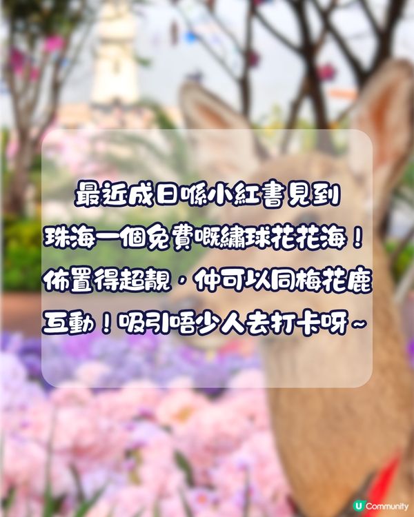 珠海城市客廳賞花秘點😍有5大打卡位‼️歐陸風車／繡球花花海／與梅花鹿互動打卡🦌附交通教學