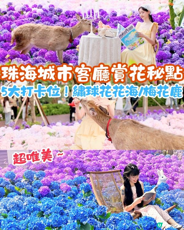 珠海城市客廳賞花秘點😍有5大打卡位‼️歐陸風車／繡球花花海／與梅花鹿互動打卡🦌附交通教學