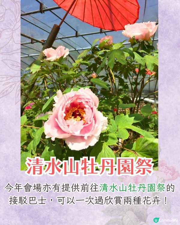 福岡中山大藤祭即將開幕🪻300年紫藤樹/浪漫紫藤拱橋/接駁車直達牡丹園🚗附交通資訊