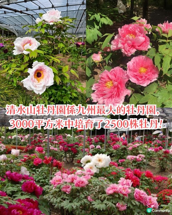 福岡中山大藤祭即將開幕🪻300年紫藤樹/浪漫紫藤拱橋/接駁車直達牡丹園🚗附交通資訊