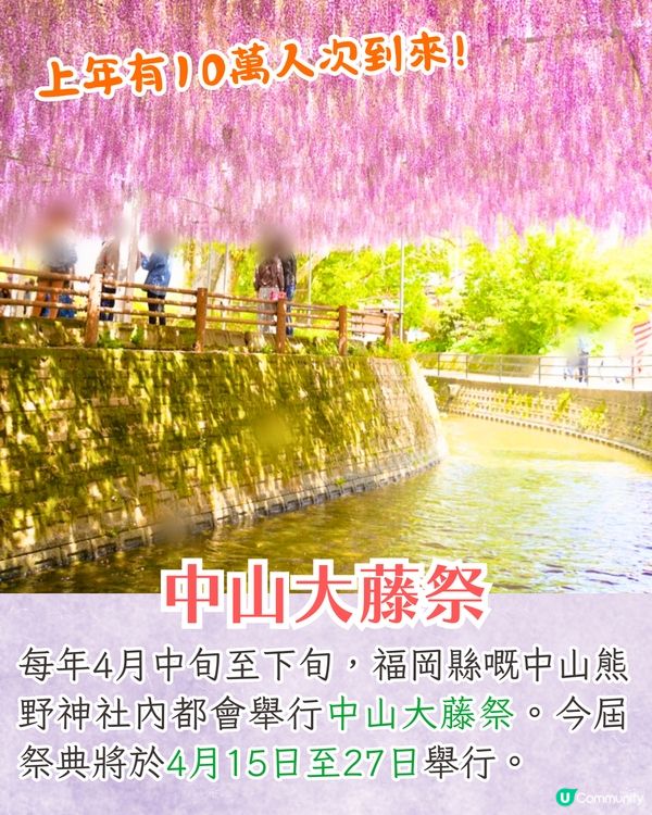 福岡中山大藤祭即將開幕🪻300年紫藤樹/浪漫紫藤拱橋/接駁車直達牡丹園🚗附交通資訊