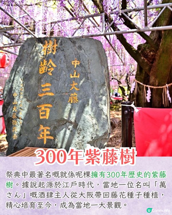 福岡中山大藤祭即將開幕🪻300年紫藤樹/浪漫紫藤拱橋/接駁車直達牡丹園🚗附交通資訊