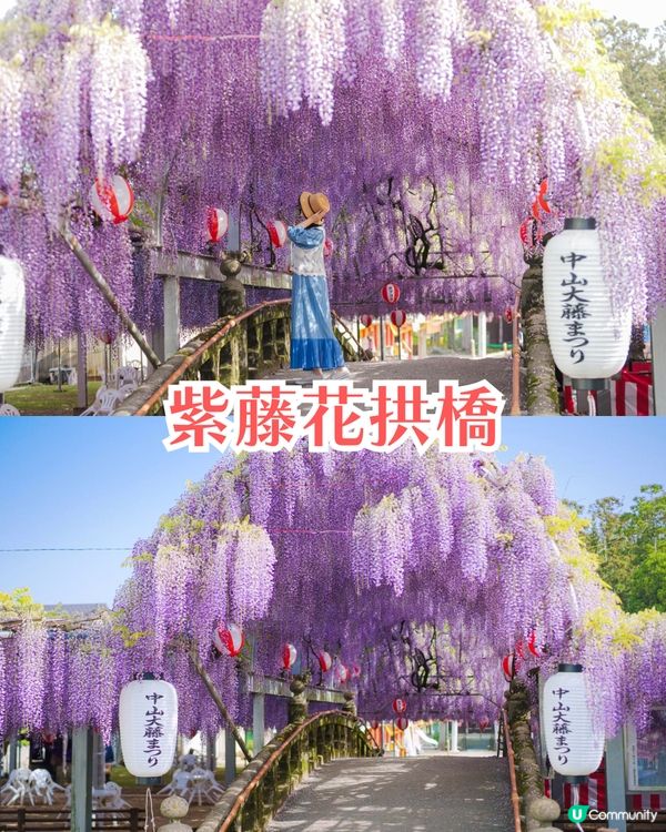 福岡中山大藤祭即將開幕🪻300年紫藤樹/浪漫紫藤拱橋/接駁車直達牡丹園🚗附交通資訊