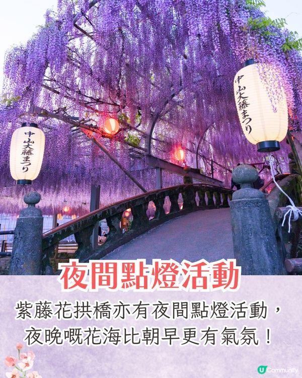 福岡中山大藤祭即將開幕🪻300年紫藤樹/浪漫紫藤拱橋/接駁車直達牡丹園🚗附交通資訊