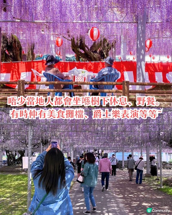 福岡中山大藤祭即將開幕🪻300年紫藤樹/浪漫紫藤拱橋/接駁車直達牡丹園🚗附交通資訊