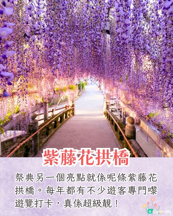 福岡中山大藤祭即將開幕🪻300年紫藤樹/浪漫紫藤拱橋/接駁車直達牡丹園🚗附交通資訊