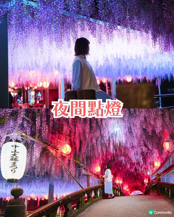 福岡中山大藤祭即將開幕🪻300年紫藤樹/浪漫紫藤拱橋/接駁車直達牡丹園🚗附交通資訊