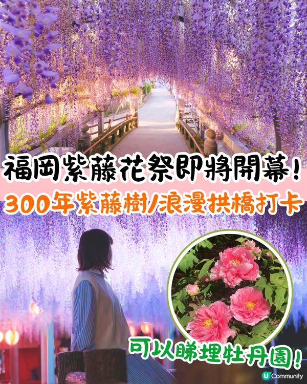 福岡中山大藤祭即將開幕🪻300年紫藤樹/浪漫紫藤拱橋/接駁車直達牡丹園🚗附交通資訊