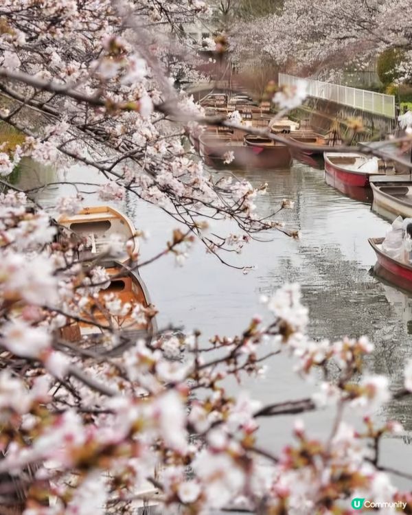 柳川船伕一邊撐船一邊唱兒歌