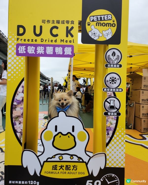 狗生第一次入馬場