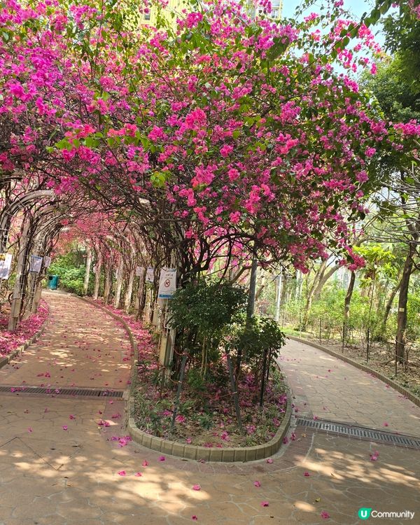 勒杜鵑隧道