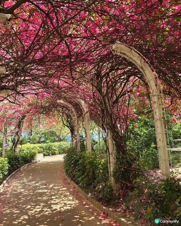 勒杜鵑隧道