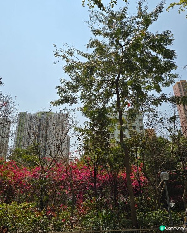 勒杜鵑隧道