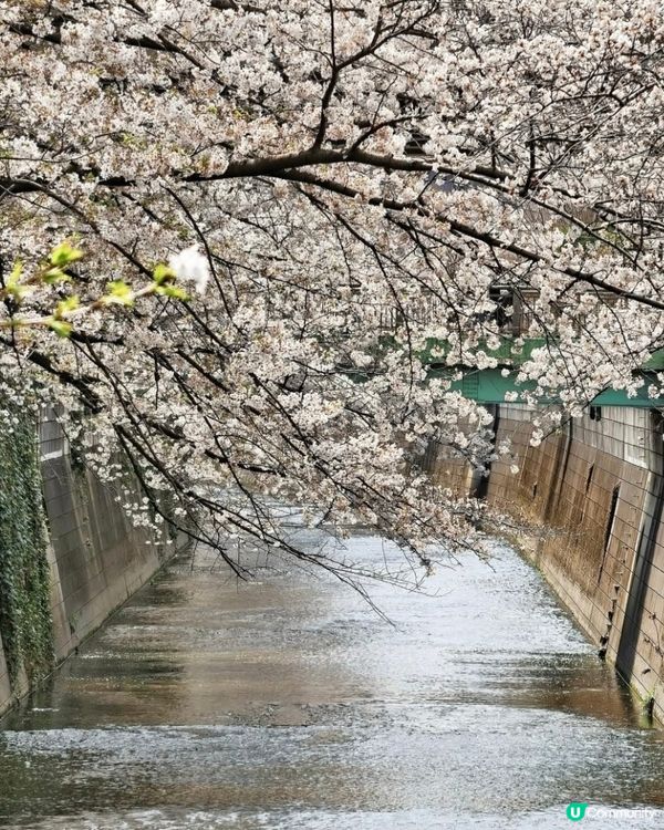 神田川欣賞櫻花小橋＆ 流水