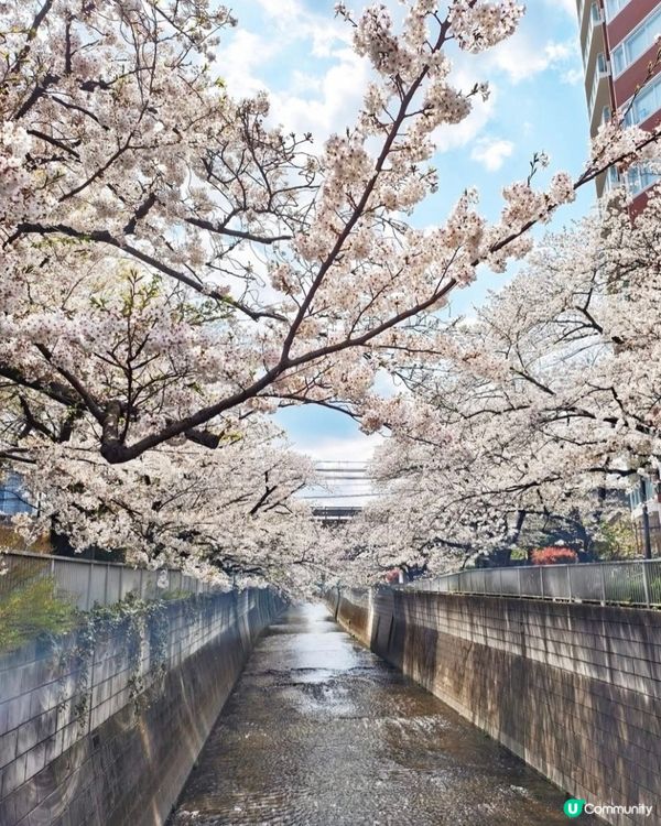 神田川欣賞櫻花小橋＆ 流水