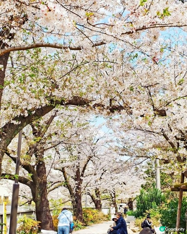神田川欣賞櫻花小橋＆ 流水