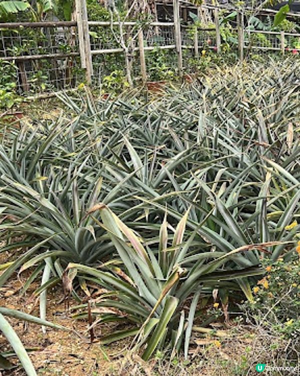 沖繩親子遊 | 名護菠蘿園 x 恐龍探險區 x 親子行程