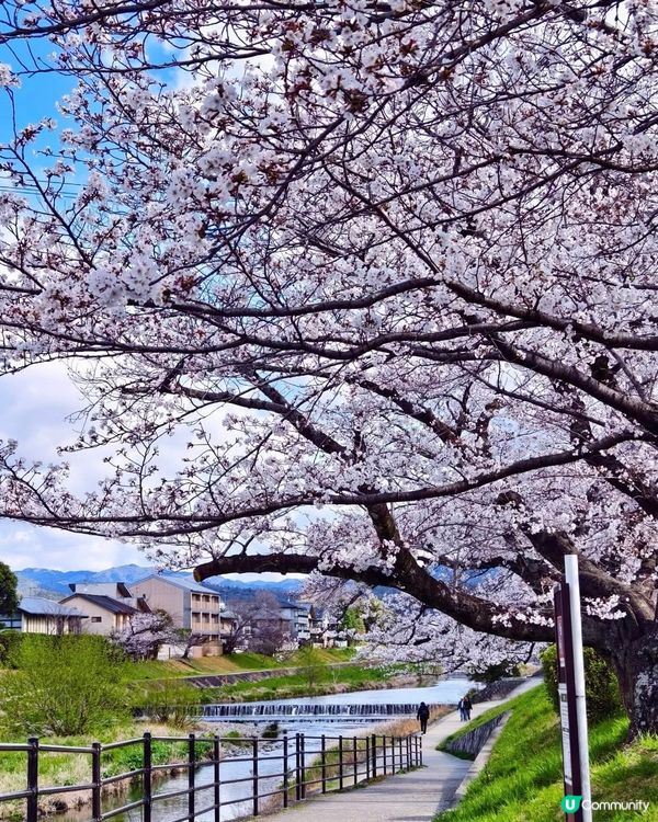 百看不厭的樱花🌸