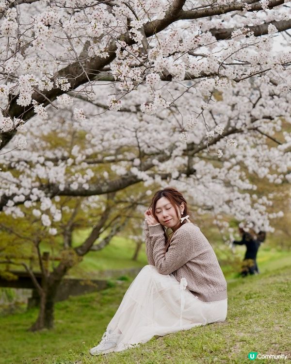 福岡櫻花真係好靚呀😍