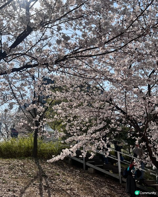 韓國睇櫻花