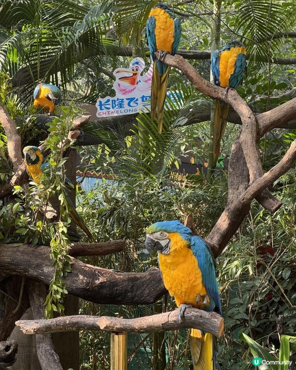 廣州長隆世界三部曲の飛鳥樂園