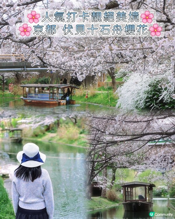 🌸京都。伏見十石舟櫻花🌸🛶人氣打卡靚絕美境🌸
