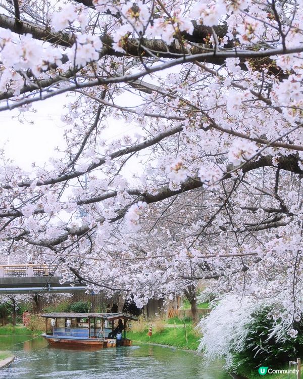 🌸京都。伏見十石舟櫻花🌸🛶人氣打卡靚絕美境🌸