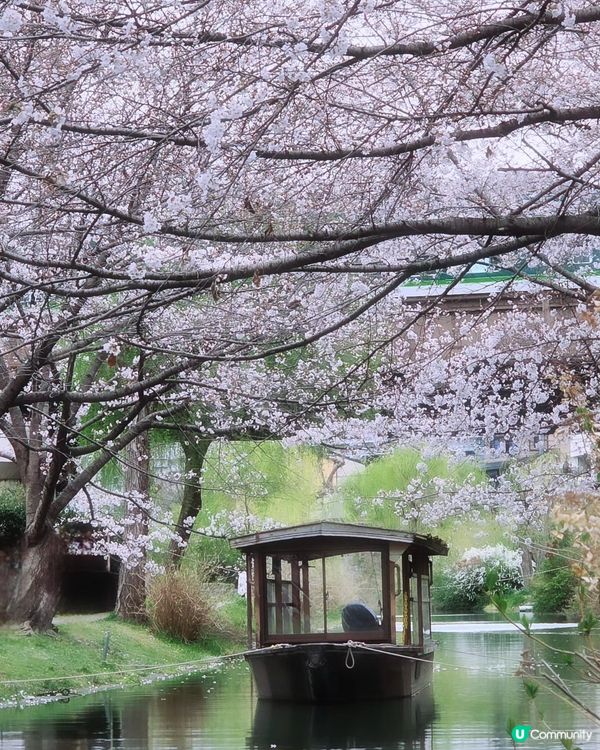 🌸京都。伏見十石舟櫻花🌸🛶人氣打卡靚絕美境🌸