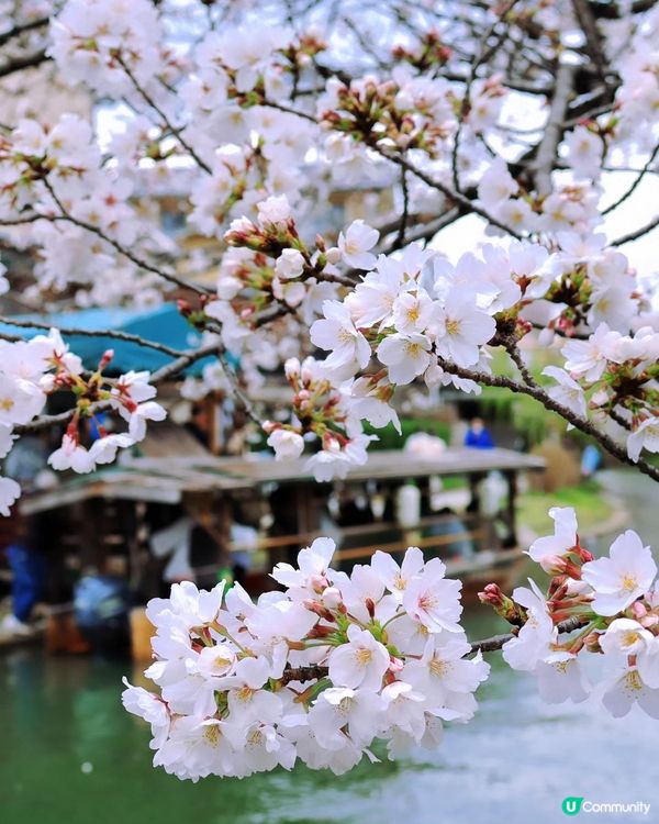 🌸京都。伏見十石舟櫻花🌸🛶人氣打卡靚絕美境🌸