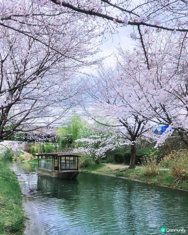 🌸京都。伏見十石舟櫻花🌸🛶人氣打卡靚絕美境🌸