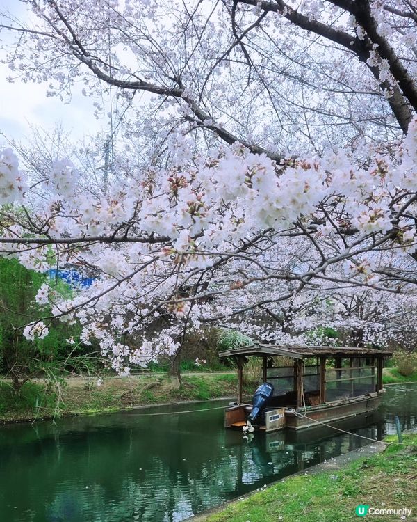 🌸京都。伏見十石舟櫻花🌸🛶人氣打卡靚絕美境🌸