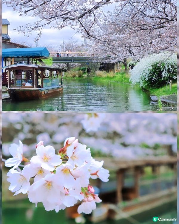 🌸京都。伏見十石舟櫻花🌸🛶人氣打卡靚絕美境🌸