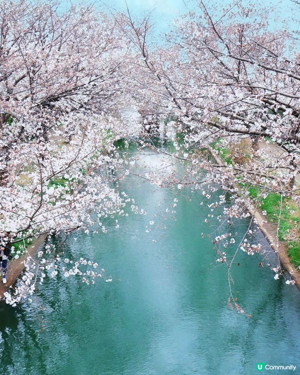 🌸京都。伏見十石舟櫻花🌸🛶人氣打卡靚絕美境🌸