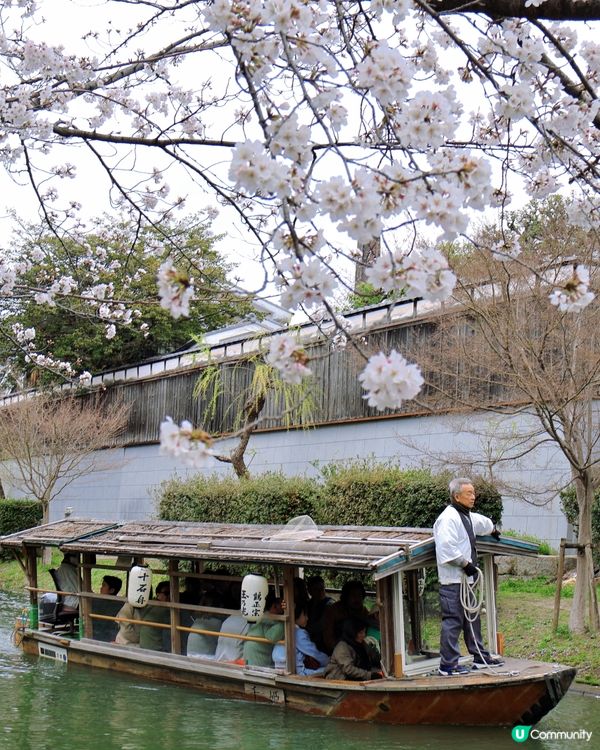 🌸京都。伏見十石舟櫻花🌸🛶人氣打卡靚絕美境🌸