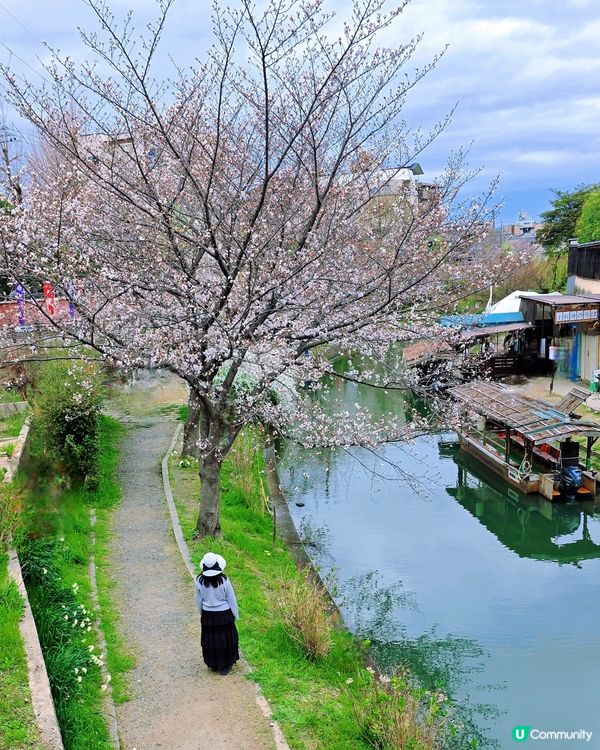 🌸京都。伏見十石舟櫻花🌸🛶人氣打卡靚絕美境🌸
