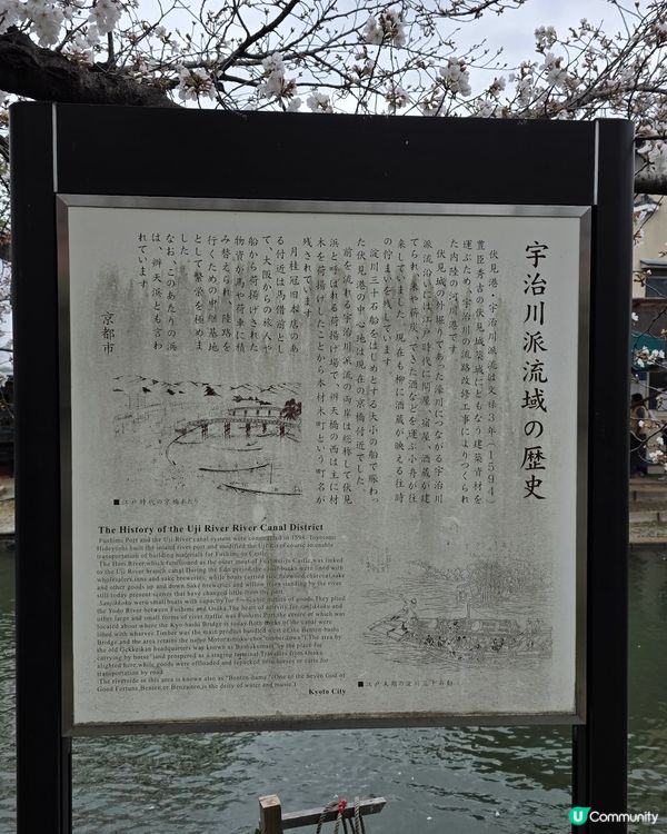 🌸京都。伏見十石舟櫻花🌸🛶人氣打卡靚絕美境🌸