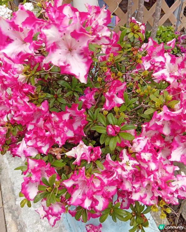  🌸香港賞花🌸  唔使飛日本都得！