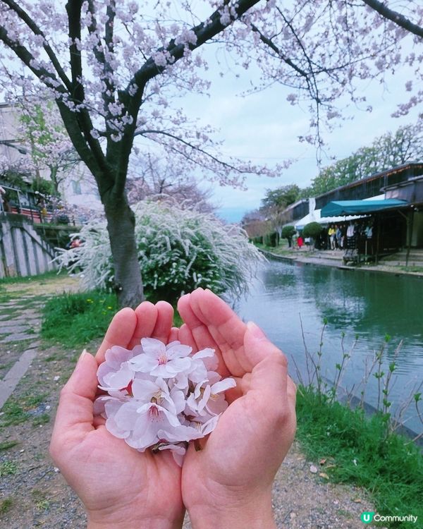 🌸京都。伏見十石舟櫻花🌸🛶人氣打卡靚絕美境🌸