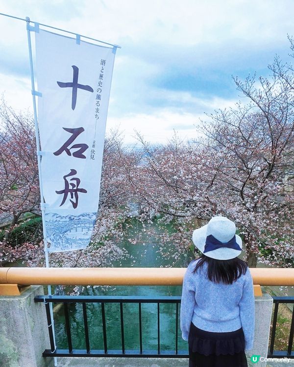 🌸京都。伏見十石舟櫻花🌸🛶人氣打卡靚絕美境🌸