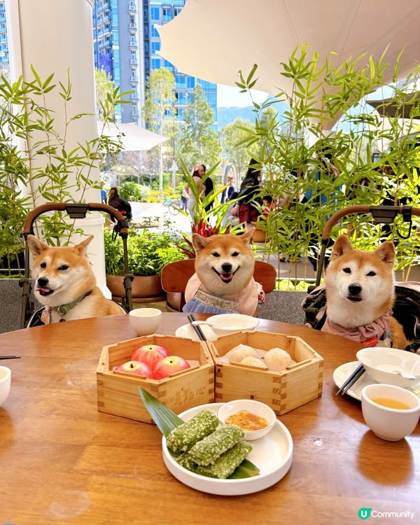 帶住毛孩嘆點心🥧