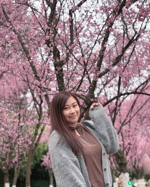 中國櫻花🌸特別多，去成都旅行就到市區半小時的成都植物園，除左...