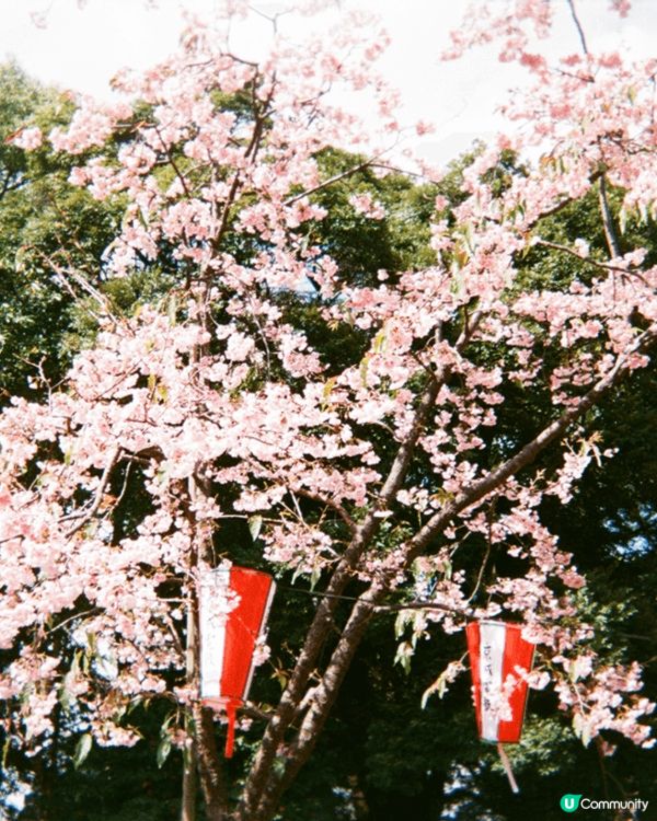 數日前的日本之旅，在當地歷經了春夏秋冬，看了櫻花和雪，感受著...