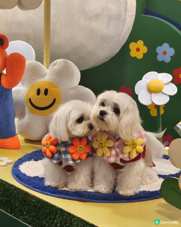 貓真係世界上最可愛既生物