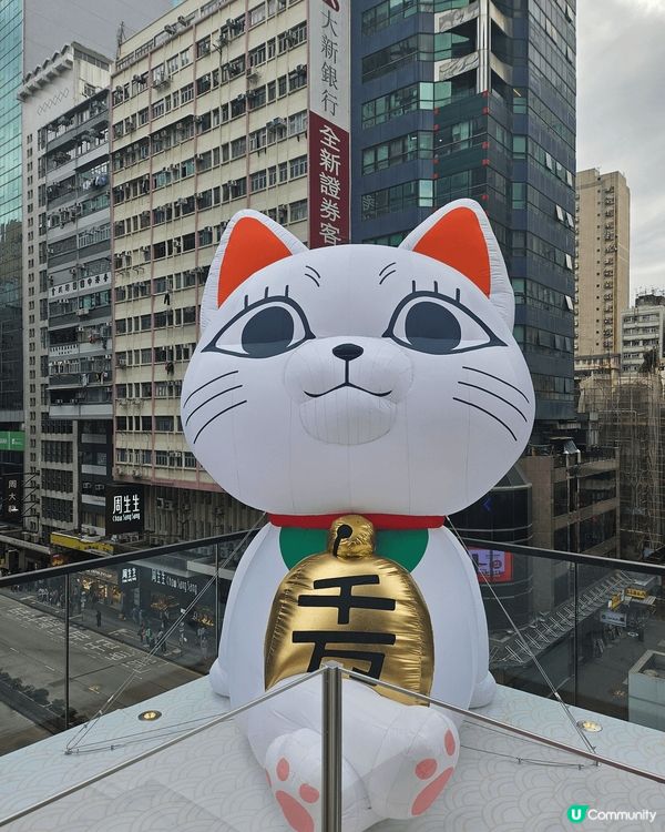 貓真係世界上最可愛既生物