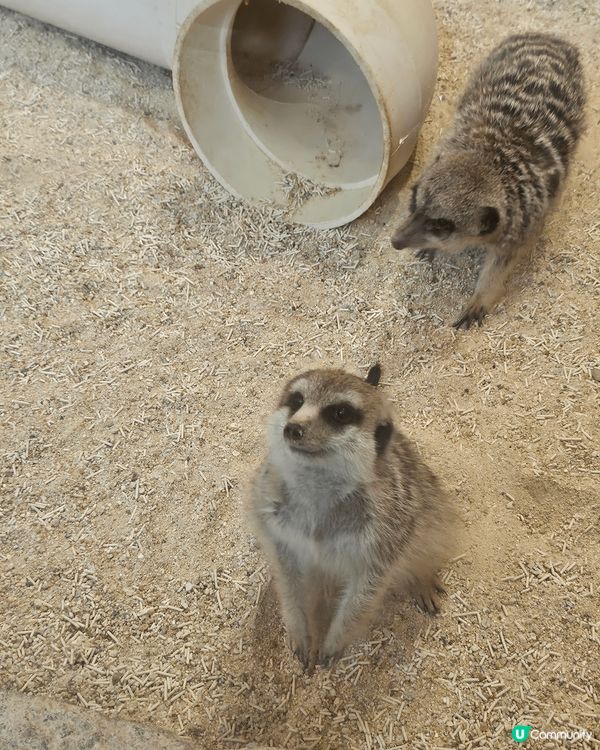 貓真係世界上最可愛既生物