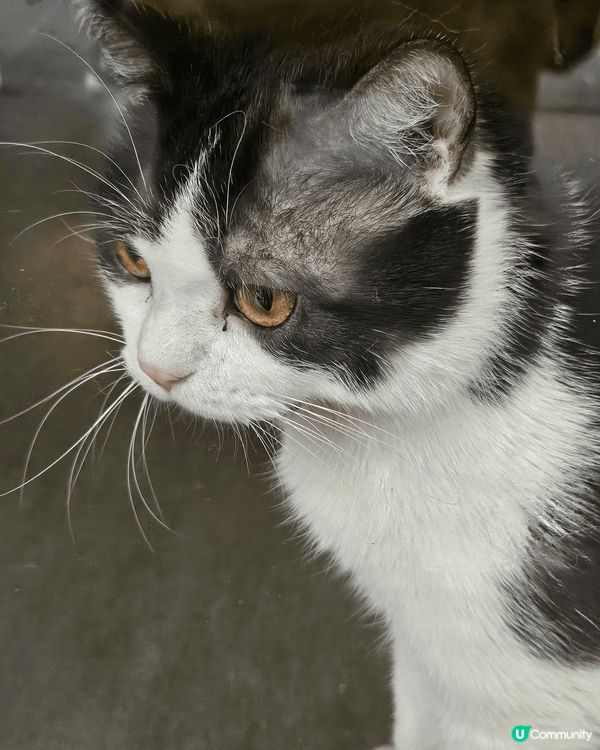 貓真係世界上最可愛既生物