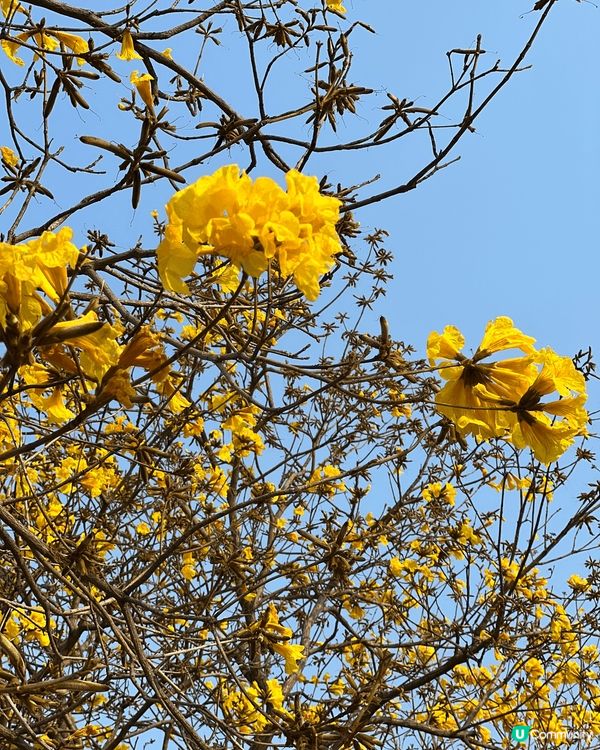 一期一會的黃花風鈴路喺市區郊區燦爛盛