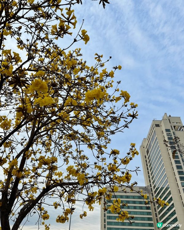 一期一會的黃花風鈴路喺市區郊區燦爛盛